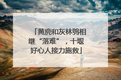 黄麂和灰林鸮相继“落难”，十堰好心人接力施救