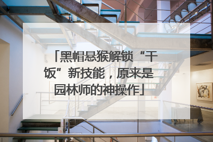 黑帽悬猴解锁“干饭”新技能，原来是园林师的神操作